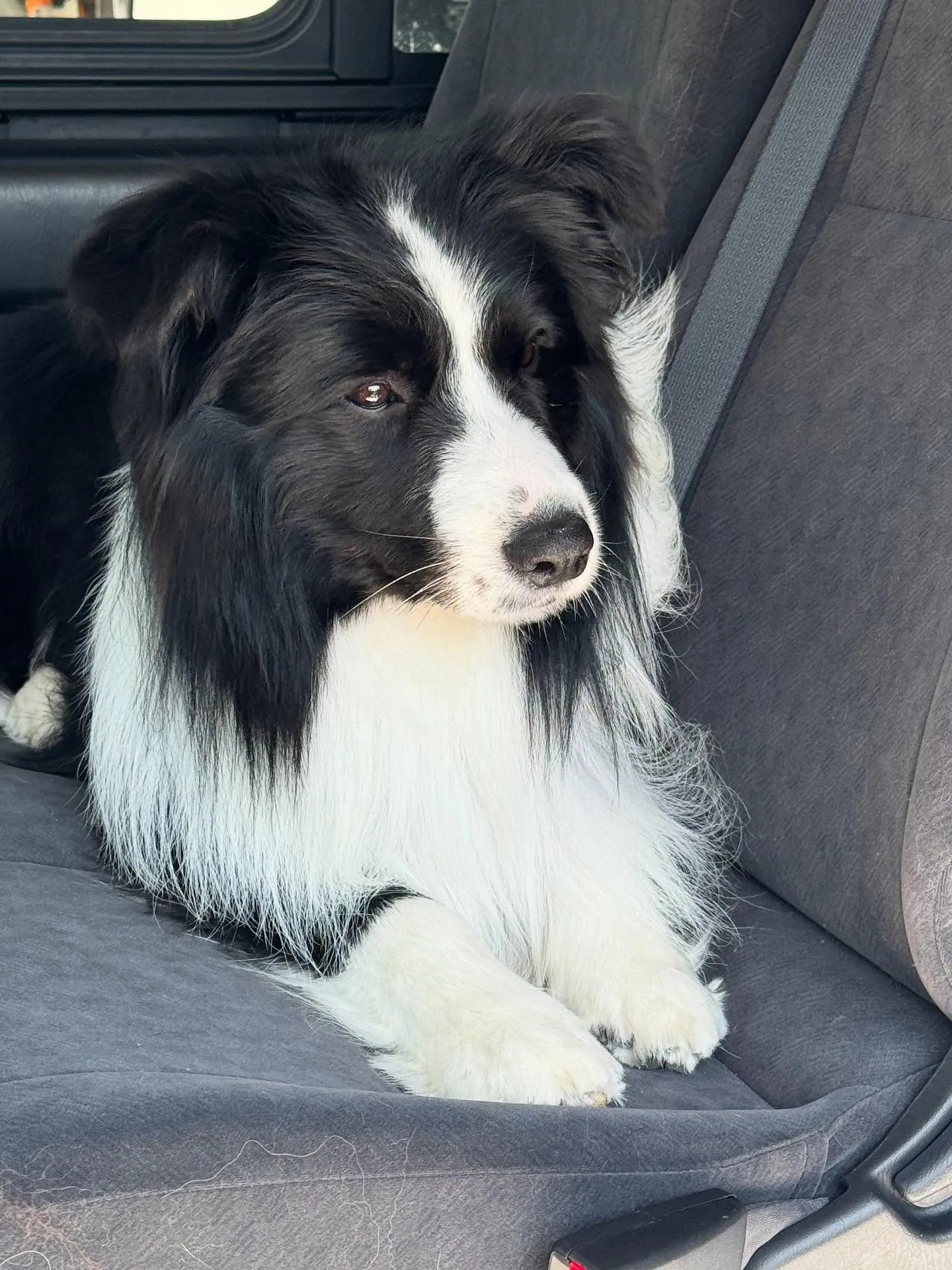 こちらはチャンピオン犬のクープくんです🐶✨オーストラリア🇦🇺...